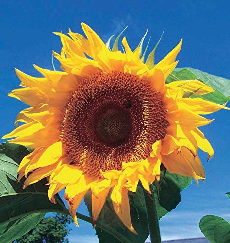 An image of the plant grown with seed for Russian Giant Sunflower Seeds - Majestic Height, Vibrant Blooms for Garden Backdrops & Bird Feeding, Hardy & Easy to Grow