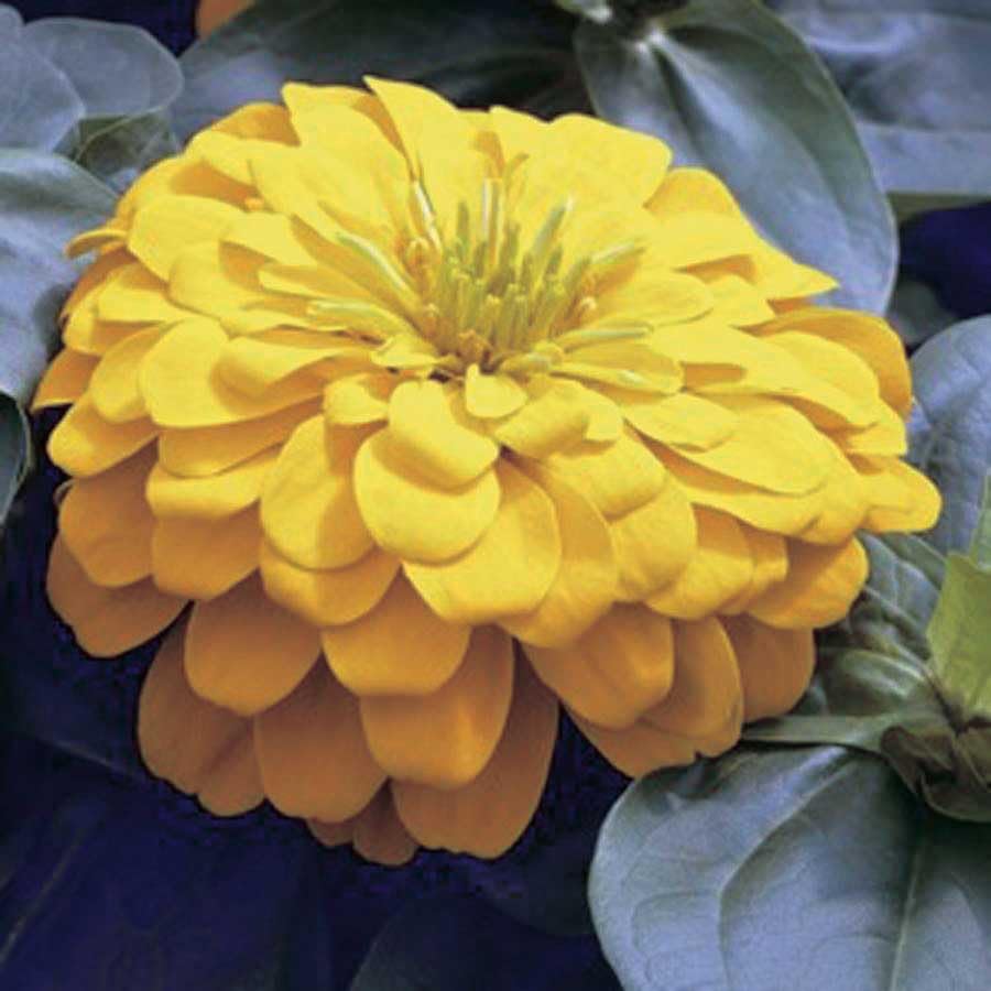 An image of the plant grown with seed for Zinnia Magellan Yellow Seeds - Giant Dahlia-Flowered Blooms, Vibrant Yellow Color, Perfect for Attention-Grabbing Garden Displays, Heat Tolerant