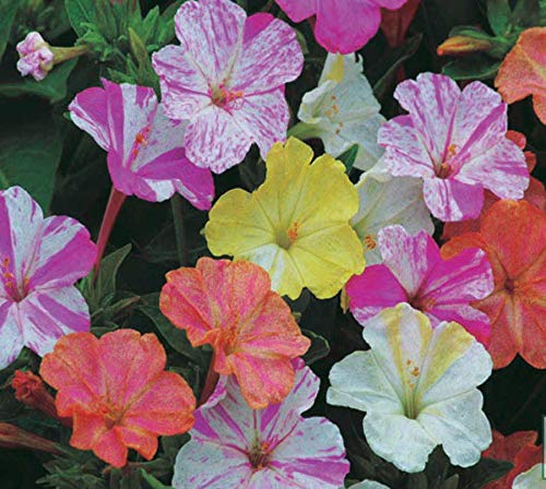 An image of the plant grown with seed for Four O'Clock Flower Seeds - Bicolor Cherry-Red and Pink Splashes, Ideal for Colorful Gardens, Hardy with Drought Tolerance, Non-GMO