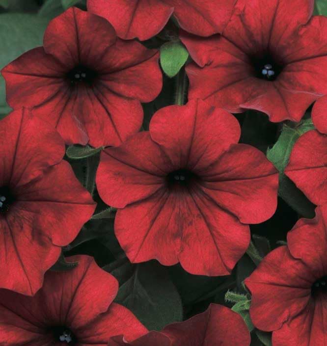 An image of the plant grown with seed for Tidal Wave Red Vel Petunia Seeds - Stunning Blood Red Blooms with Velvety Undertones, Ideal for Ground-Cover & Containers, Wave Growth Habit, No Deadheading Required