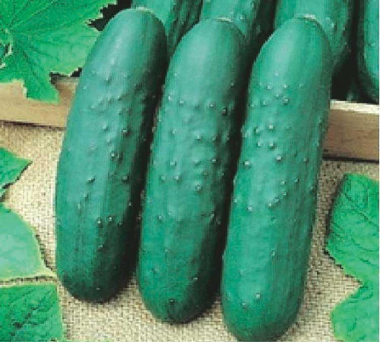 An image of the plant grown with seed for Eureka Cucumber Seeds - Versatile & Delicious, Dual Purpose for Pickling and Slicing, Disease Resistant, Perfect for Trellis Growing