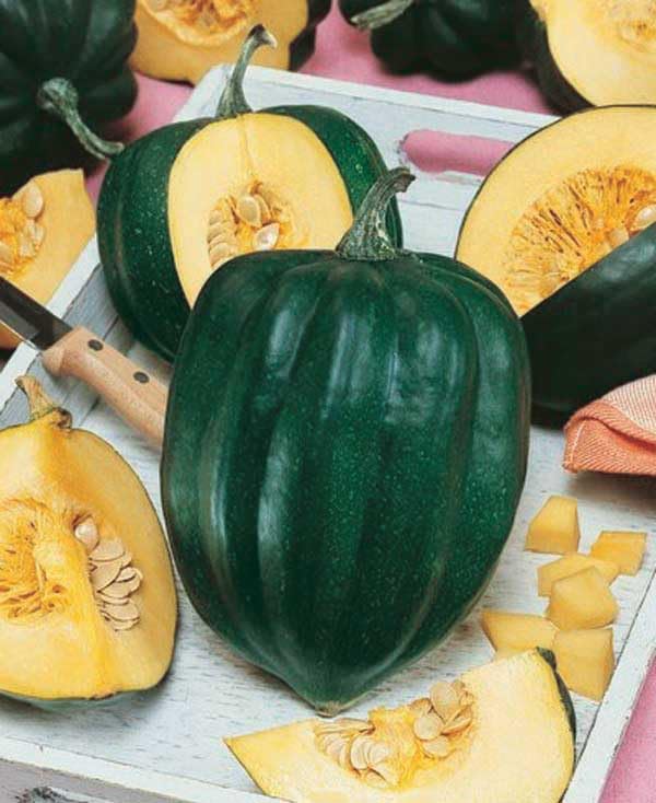An image of the plant grown with seed for Table King Squash Seeds - Early Maturing, Sweet Deep Yellow Flesh, Ideal for Baking and Storing, Bushy Growth, Non-GMO