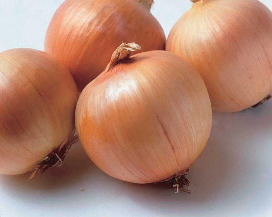An image of the plant grown with seed for Premium Genesis Hybrid Onion Seeds - Ideal for Cooking, Long Storage, High Yield, Vibrant Yellow Globes, Non-GMO