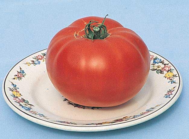 An image of the plant grown with seed for Bush Beefsteak Tomato Seeds - Rich Red, Juicy Fruits, Perfect for Burgers and Sandwiches, Determinate Growth, Early-Season Harvest