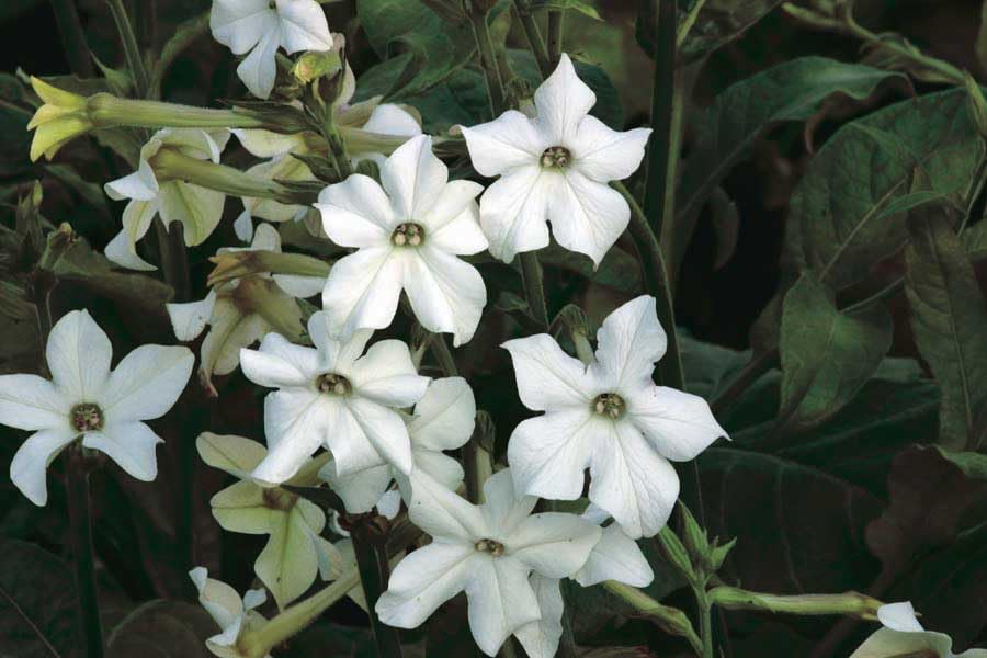 An image of the plant grown with seed for Nicotiana Seeds - Old Fashioned Fragrance Variety, Pure White Sweetly Perfumed Flowers, Ideal for Porches and Bedrooms