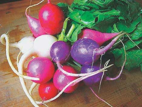 An image of the plant grown with seed for Radish Easter Egg Mix - Vibrant Blend of White, Red, Pink, Purple & Violet, Crisp & Sweet Flavor, Perfect for Healthy Salads and Snacks