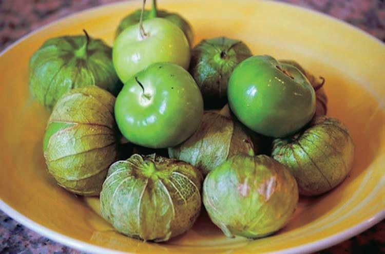An image of the plant grown with seed for Premium Tomatillo Mexican Seeds - Ideal for Authentic Salsas, Fruity Flavor, Perfect for Home Gardens and Culinary Enthusiasts, Non-GMO