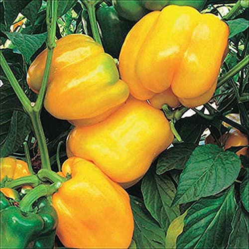 An image of the plant grown with seed for Sunbright Yellow Bell Pepper Seeds - Large, Sweet Peppers Perfect for Stuffing & Salads, Canary Yellow Hue, Non-GMO