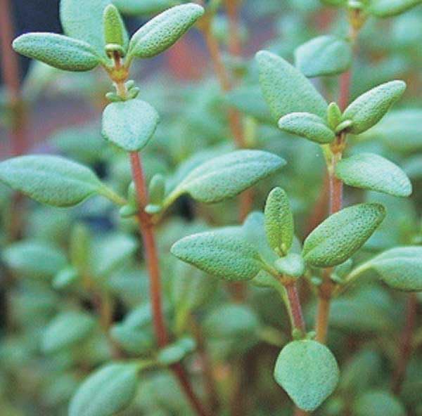 An image of the plant grown with seed for Premium Thyme Seeds - Fragrant and Flavorful, Ideal for Seasoning Meats, Fish, and Vegetables, Thrives in Full Sun, Non-GMO