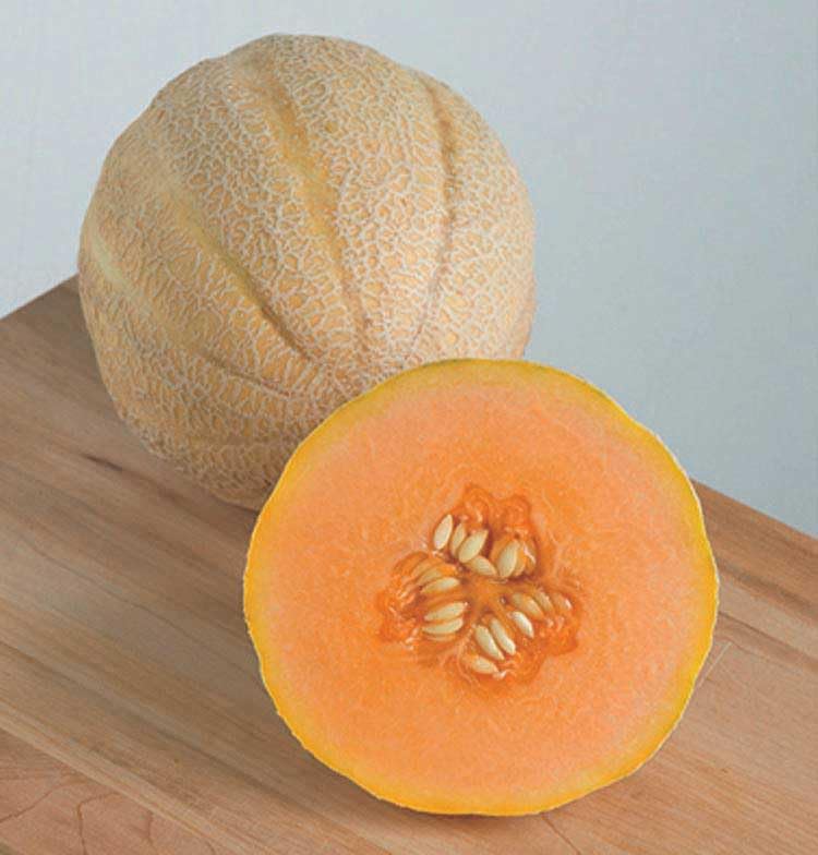 An image of the plant grown with seed for Halona Muskmelon Seeds - Vibrant Orange Flesh, Globe-Shaped Fruits, Disease-Resistant Plants, Perfect for Fresh Eating and Desserts, Non-GMO