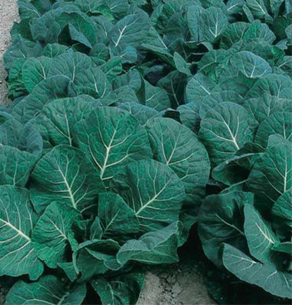 An image of the plant grown with seed for Premium Collard Greens Flash Seeds - Vibrant Dark Green Leaves, High Yields & Uniform Growth, Sweet Flavor, Perfect for Cooking & Salads, Non-GMO