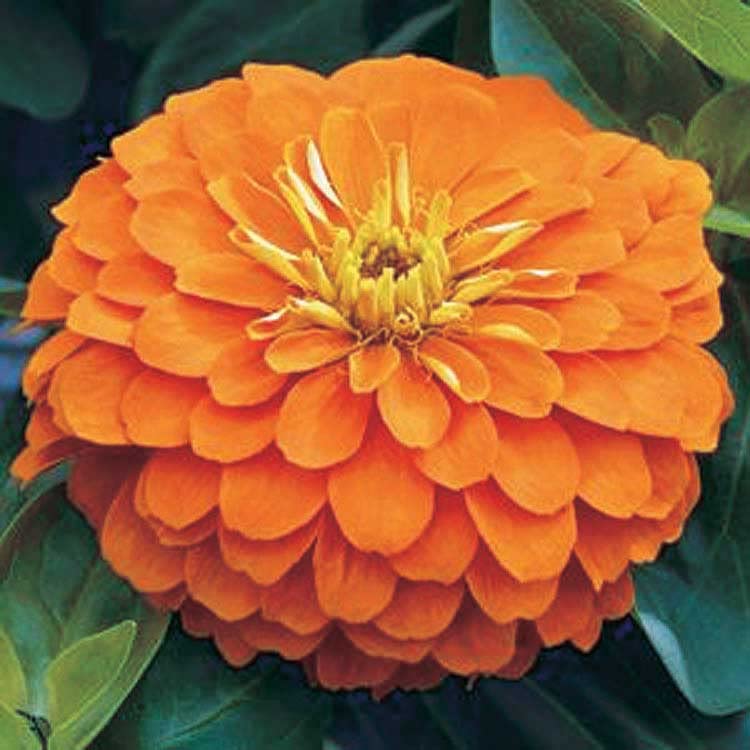 An image of the plant grown with seed for Zinnia Magellan Orange Seeds - Stunning Coral Blooms, Dahlia-Flowered, Perfect for Vibrant Garden Displays, Thrives in Full Sun