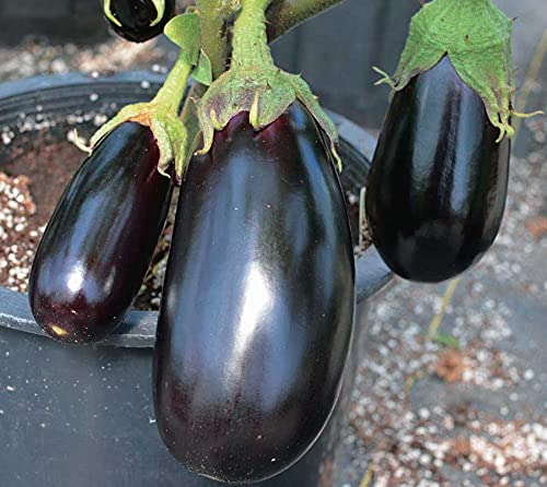 An image of the plant grown with seed for Nadia Eggplant Seeds - Long Oval, Glossy Purple-Black Fruit, Perfect for Stuffing & Baking, Thrives in Cooler Climates