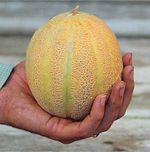 An image of the plant grown with seed for Minn Midget Heirloom Melon Seeds - Sweet, Juicy Flavor, Perfect for Small Gardens & Early Harvest, No Waste Fruit with Edible Rind
