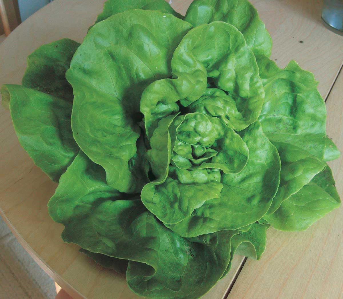 An image of the plant grown with seed for Esmeralda Buttercrunch Lettuce Seeds - Crispy & Sweet, Rich Green Color, Perfect for Salads, Bolt and Disease Resistant, Vitamin-Packed