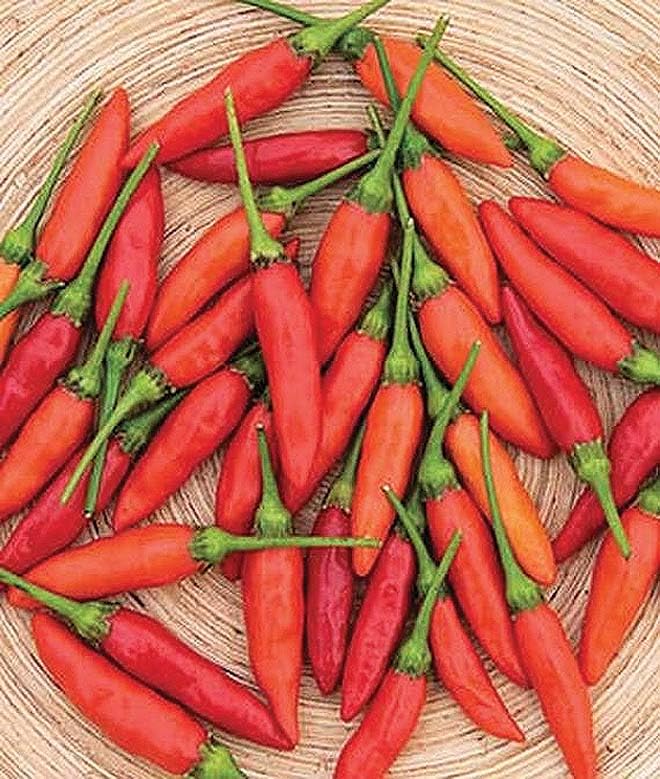 An image of the plant grown with seed for Tabasco Pepper Seeds - Fiery & Flavorful, Perfect for Hot Sauce, Thrives in Small Gardens & Pots, Non-GMO