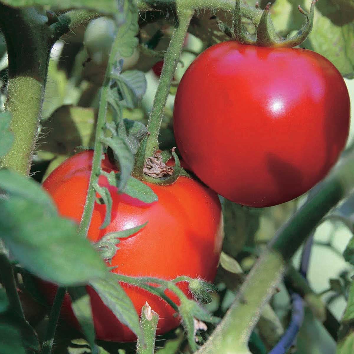 An image of the plant grown with seed for Early Girl Tomato Seeds - Juicy, Tangy, Perfect for Early Harvest, Resistant to Common Diseases, Non-GMO, Ideal for Home Gardens