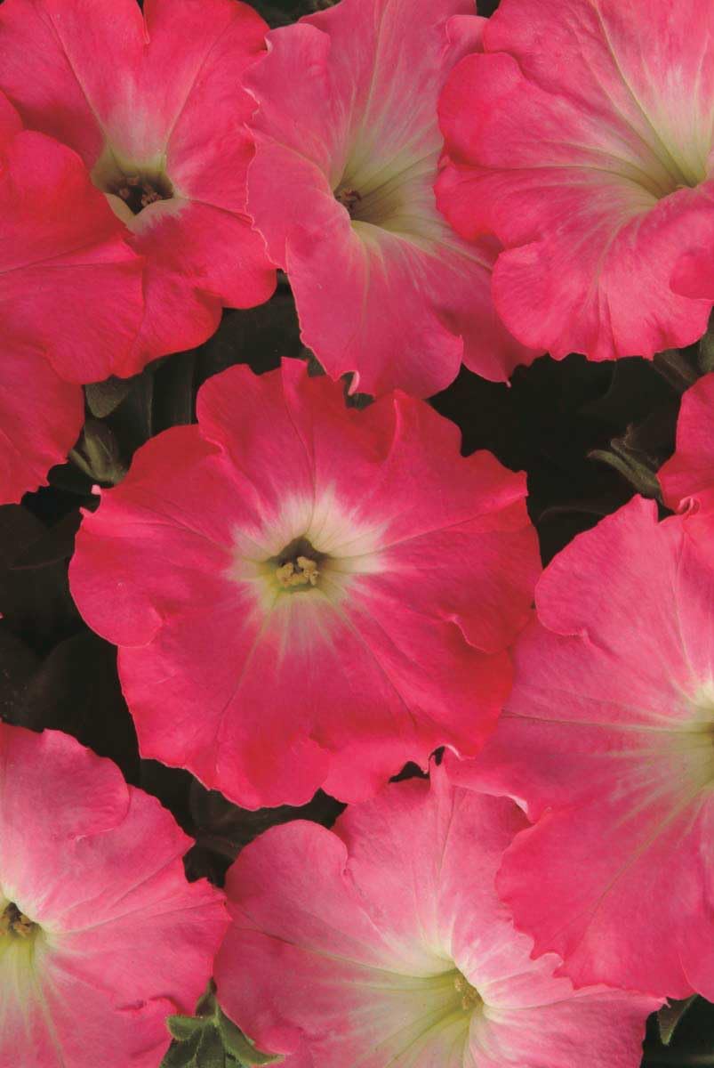 An image of the plant grown with seed for Petunia Easy Wave Rosy Dawn Seeds - Compact Growth, Vibrant Blooms, Perfect for Small Spaces & Containers, Thrives in Cooler Temps