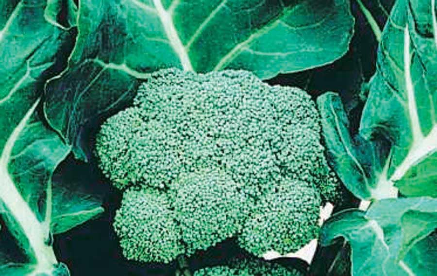An image of the plant grown with seed for Green Goliath Broccoli Seeds - Early Maturing, Large Blue-Green Heads, Ideal for Fresh Eating or Freezing, Non-GMO, Heirloom Variety