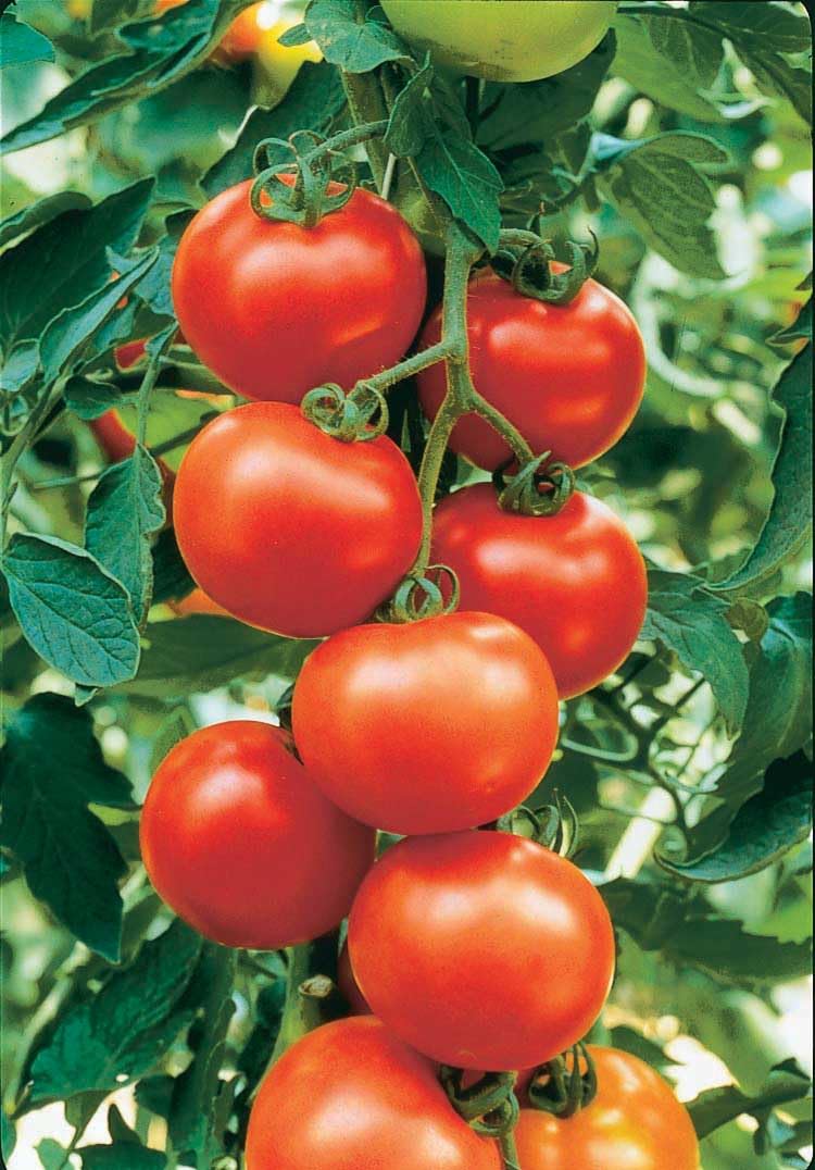 An image of the plant grown with seed for Carmello Tomato Seeds - Big Sweet Clusters, Robust Flavor, Ideal for Salads & Sauces, Thrives in Various Climates, Indeterminate Growth