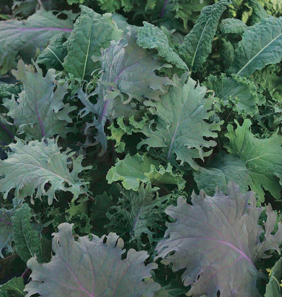 An image of the plant grown with seed for Kale Storm Mix Seeds - Multi-Colored, Frilly & Purple Leaves, Perfect for Salads, Indoor & Outdoor Gardening, Heirloom & Non-GMO