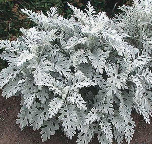 An image of the plant grown with seed for Dusty Miller Silver Dust Seeds - Vibrant Silver Foliage, Compact Growth, Ideal for Borders and Containers, Non-GMO