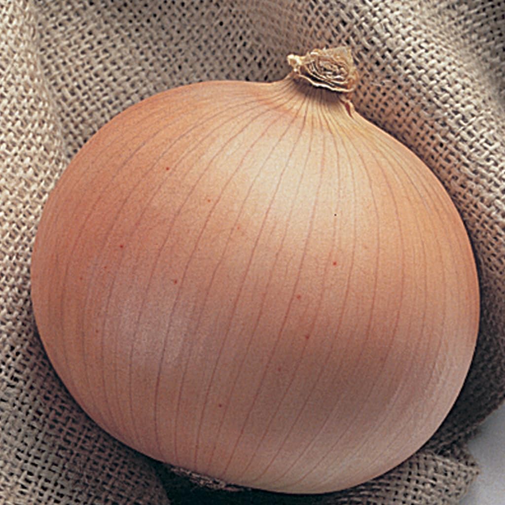 An image of the plant grown with seed for Candy Hybrid Onion Seeds - Mild Sweet Flavor, Large Bulb Size, Excellent for Storage and Fresh Consumption, Non-GMO