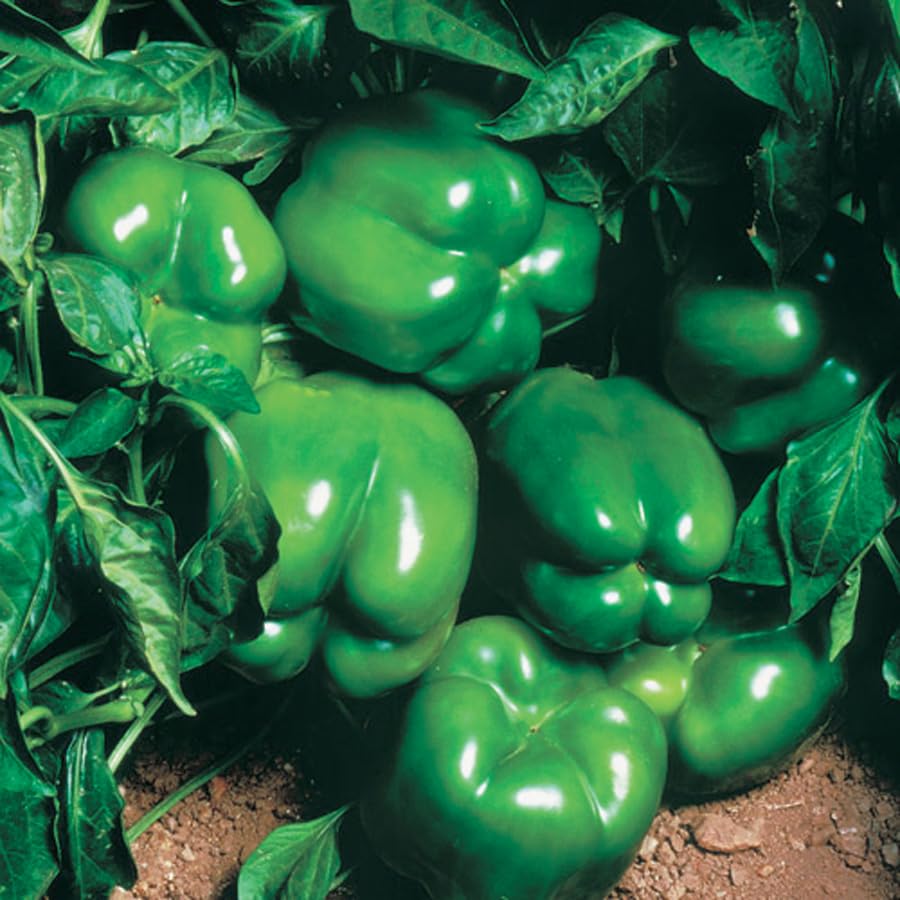 An image of the plant grown with seed for Northstar Hybrid Pepper Seeds - Crisp & Large 4-Lobed Fruits, Ideal for Fresh Eating & Stuffing, Disease Resistant, Full Summer Harvest