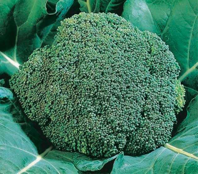 An image of the plant grown with seed for Broccoli Early Dividend Seeds - Dark Green, Early Maturity, Outstanding Flavor, Excellent for Continuous Harvest, Non-GMO