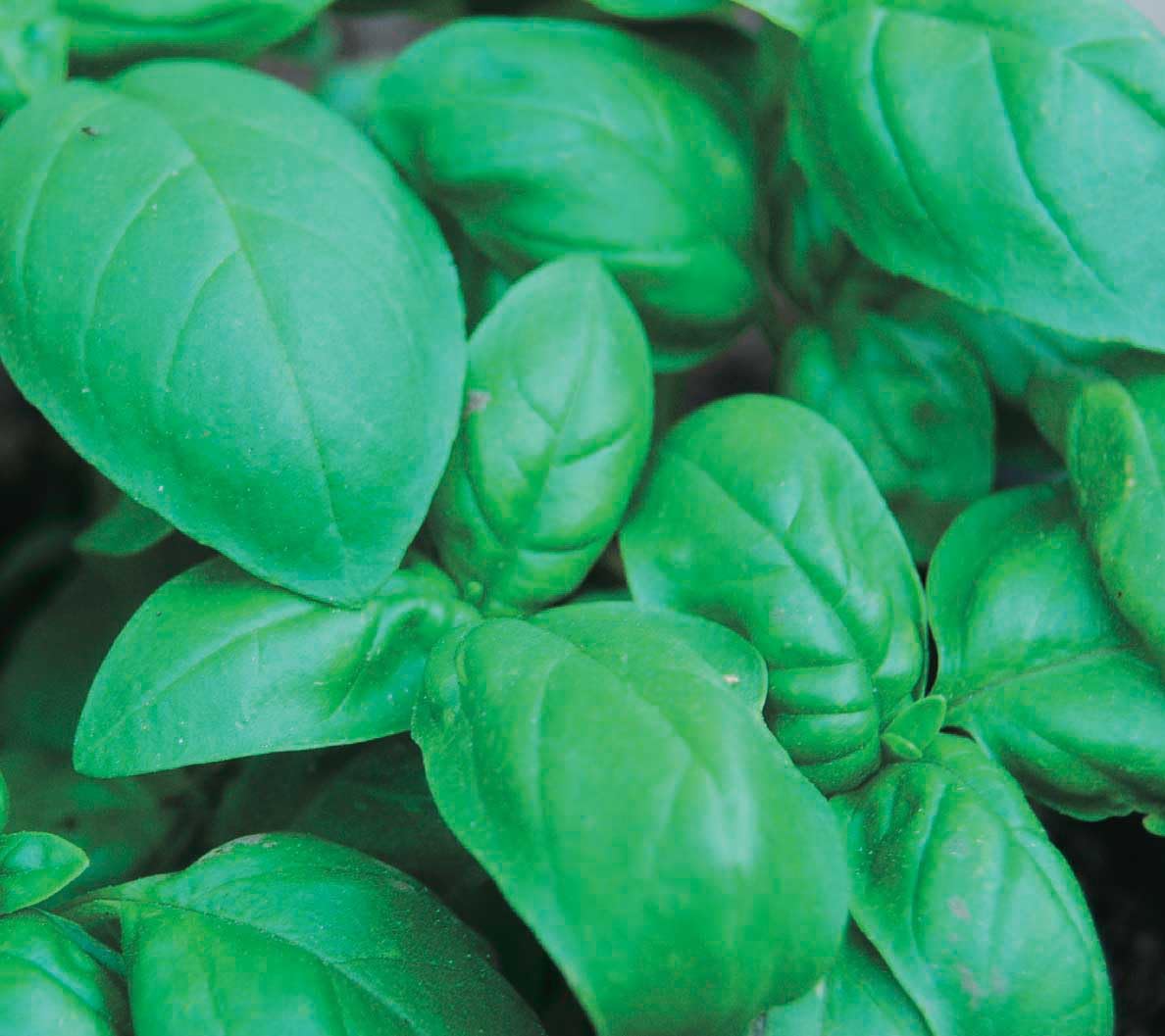 An image of the plant grown with seed for Sweet Basil Seeds - Large Leaf Variety, Ideal for Culinary Use, Easy to Grow, Perfect for Indoor and Outdoor Gardens, Non-GMO