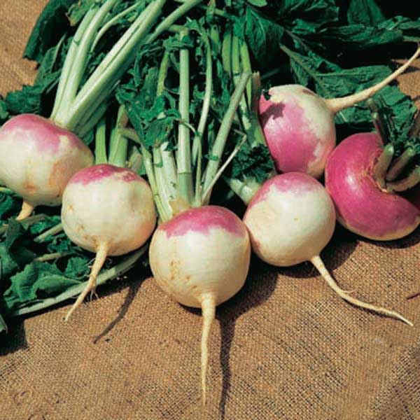 An image of the plant grown with seed for Royal Crown Turnip Seeds - Purple-Top, Large, Uniform Bulbs with Mild Flavor, Hardy & Fiber-Free, Includes Edible Greens, Perfect for Roasting and Salads