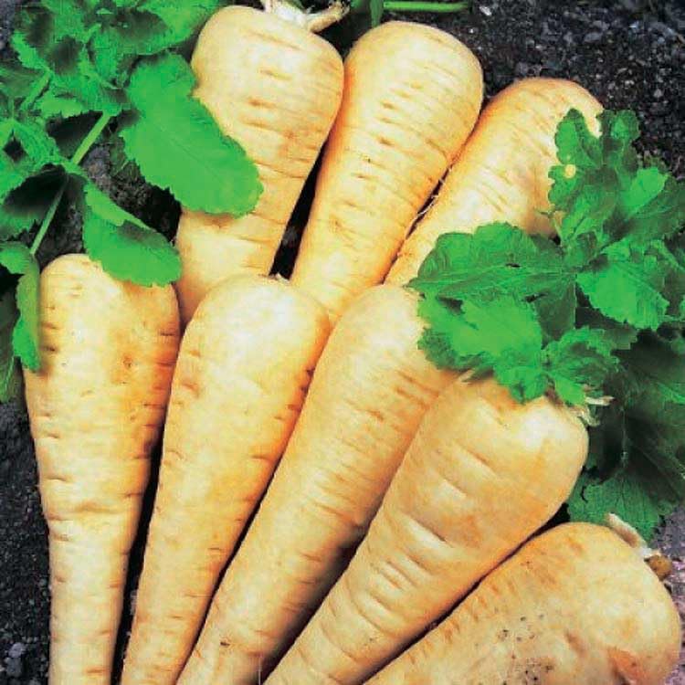 An image of the plant grown with seed for Hollow Crown Parsnip Seeds - Nutty Flavor, Frost Resistant, Ideal for Fall Harvest, Non-GMO, Perfect for Roasting and Soups