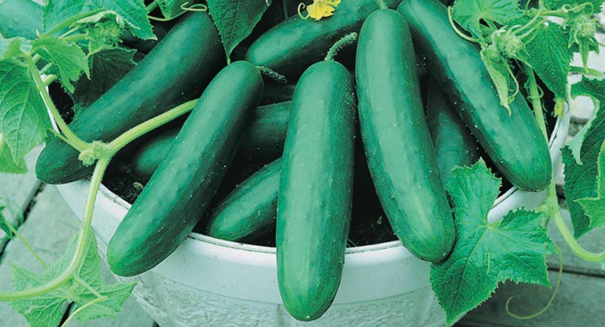 An image of the plant grown with seed for Burpless Best Slice Cucumber Seeds - Dwarf Plants, Prolific Yields, Ideal for Fresh Slicing, Container Friendly, Non-GMO