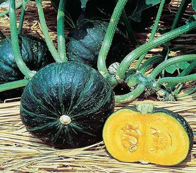An image of the plant grown with seed for Sweet Mama Kabocha Squash Seeds - Compact Vines, Mild & Sweet Flavor, Ideal for Small Gardens & Stores up to 4 Months, Non-GMO