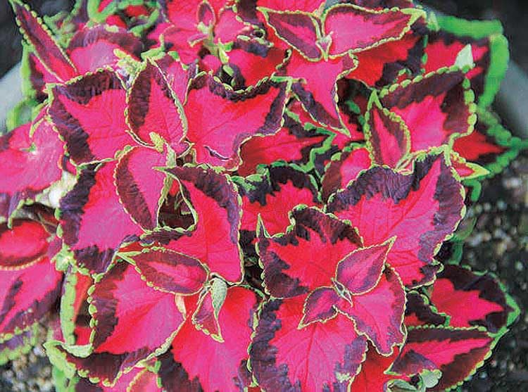 An image of the plant grown with seed for Coleus 'Chocolate Covered Cherries' Seeds - Vibrant Rose Centers with Mahogany Shades, Ideal for Full Sun, Heat Resistant, Perfect for Beds, Baskets, and Containers