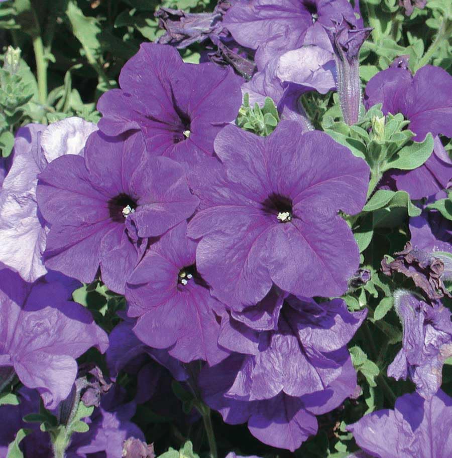 An image of the plant grown with seed for Petunia Blue Storm Seeds - Vibrant Solid Blue Blooms, Strong Basal Branching with Compact Garden Fit, Quick Recovery from Weather Changes, Ideal for Decorative Outdoor Planting