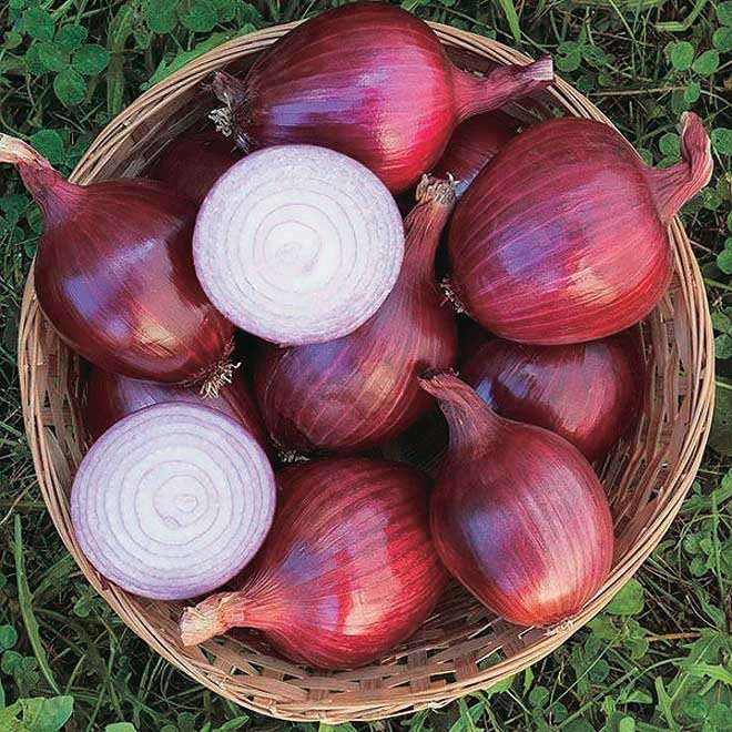 An image of the plant grown with seed for Red Carpet Onion Seeds - Magenta Rings, Rich Flavor, Excellent Storage, Ideal for Cooking & Garnishing, Non-GMO, Heirloom Variety