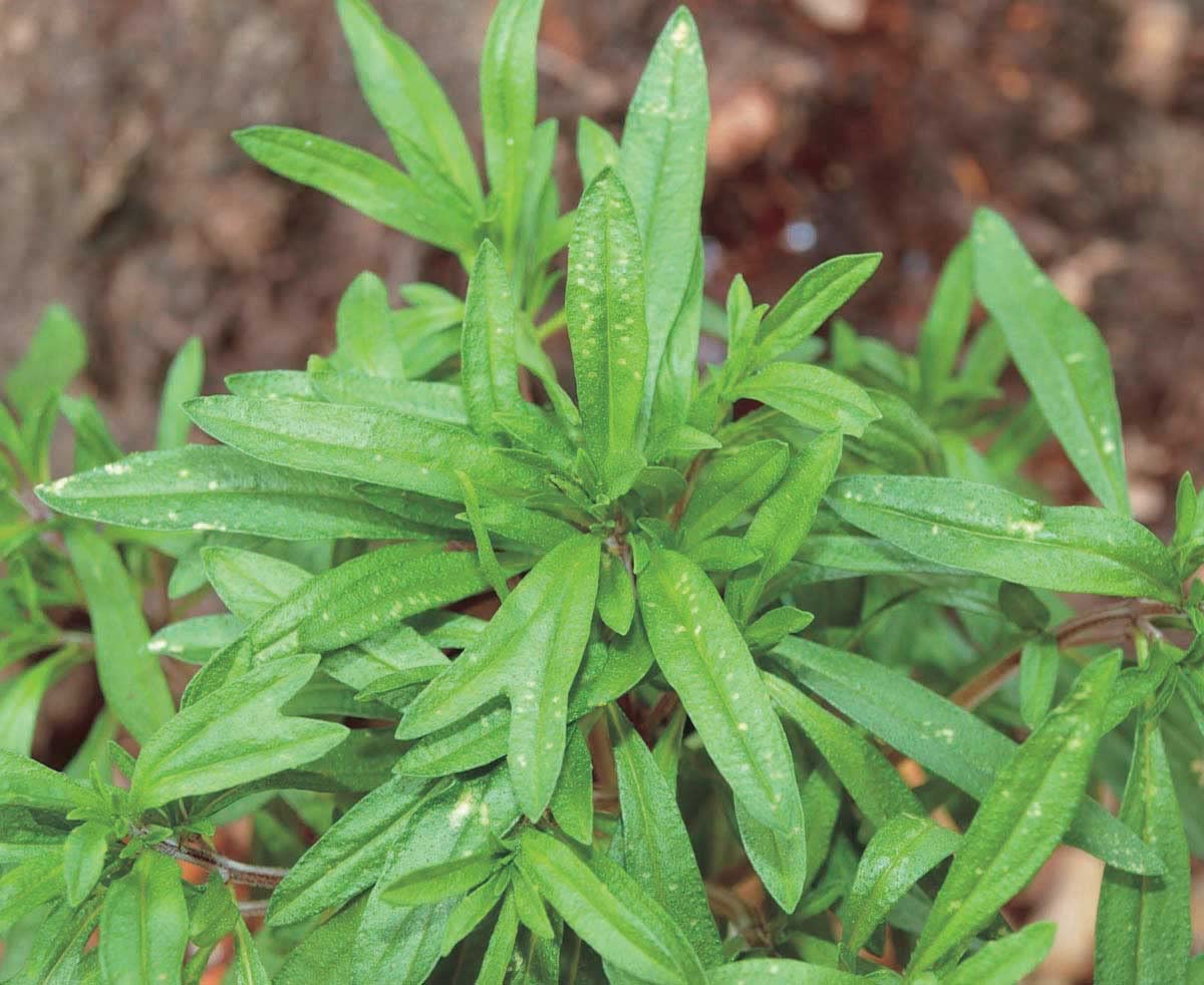 An image of the plant grown with seed for Summer Savory Seeds - Satureja hortensis, Fragrant Leaves for Culinary Use, Ideal for Indoor and Outdoor Gardening, Perfect for Dressings and Salads