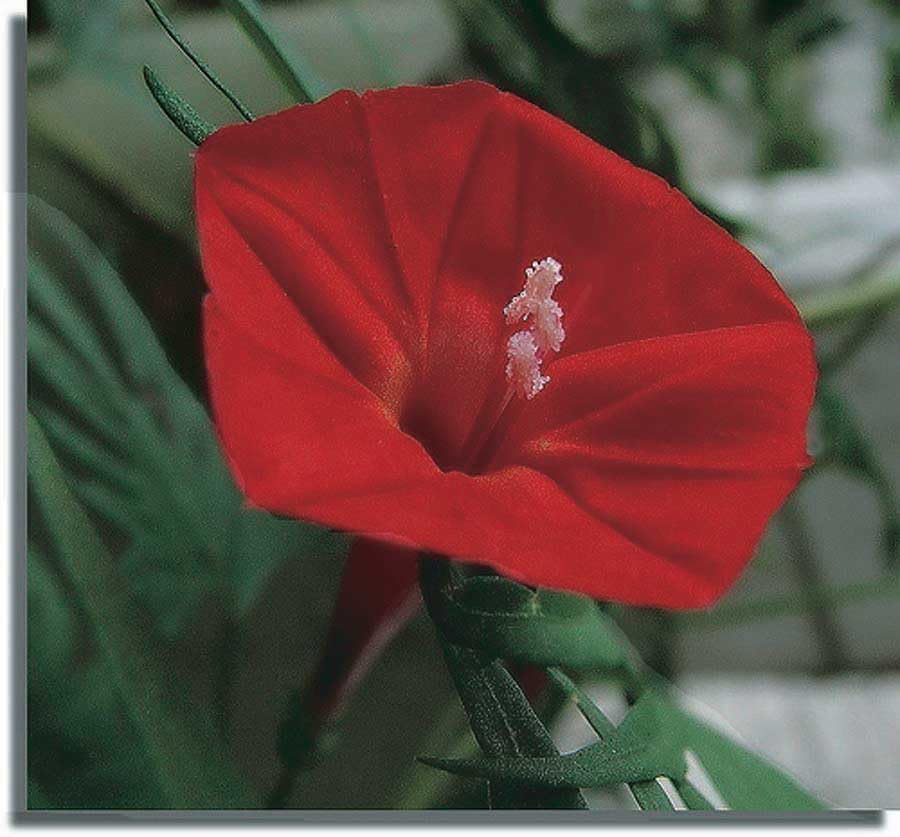 An image of the plant grown with seed for Tropical Morning Glory Cardinal Climber Seeds - Vibrant Red Trumpet Flowers, Fast-Growing Vine, Ideal for Fences & Trellises, Non-GMO