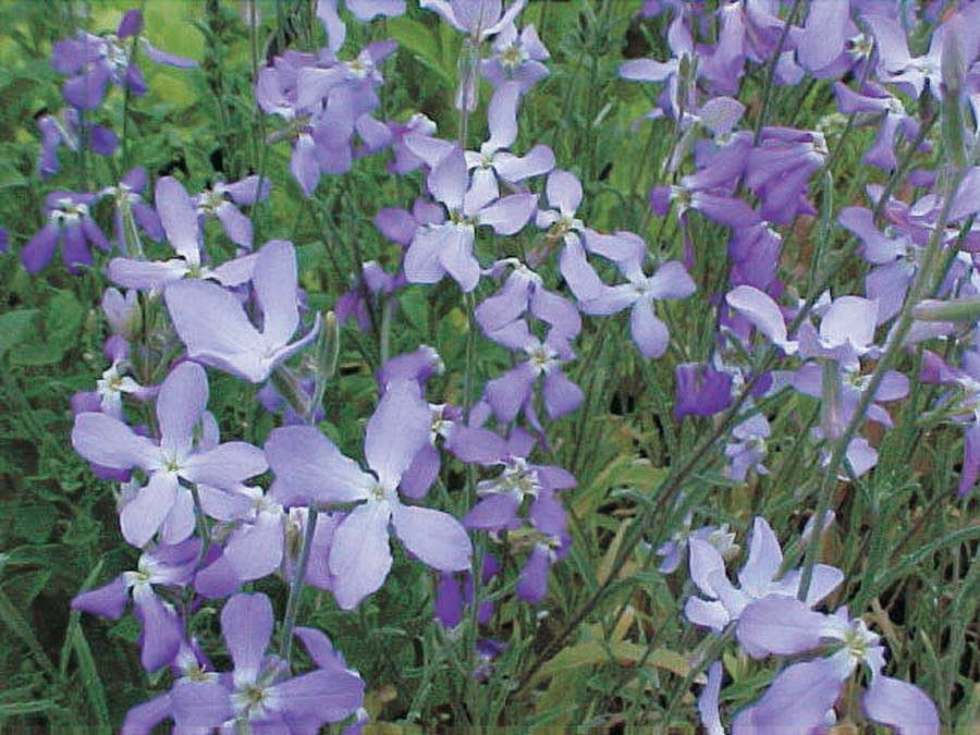 An image of the plant grown with seed for Matthiola Night Scented Stock Seeds - Enchanting Lilac Blooms, Evening Fragrance Emitter, Perfect for Perimeter Planting, Originates from S.E. Europe & Asia