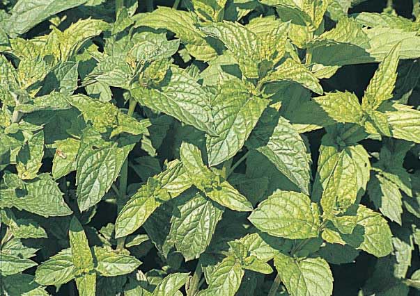 An image of the plant grown with seed for Mentha Spicata Mint Seeds - Ideal for Flavorful Teas & Culinary Creations, Thrives in Sun & Light Sandy Soil, Non-GMO, Perfect for Indoor & Outdoor Gardening