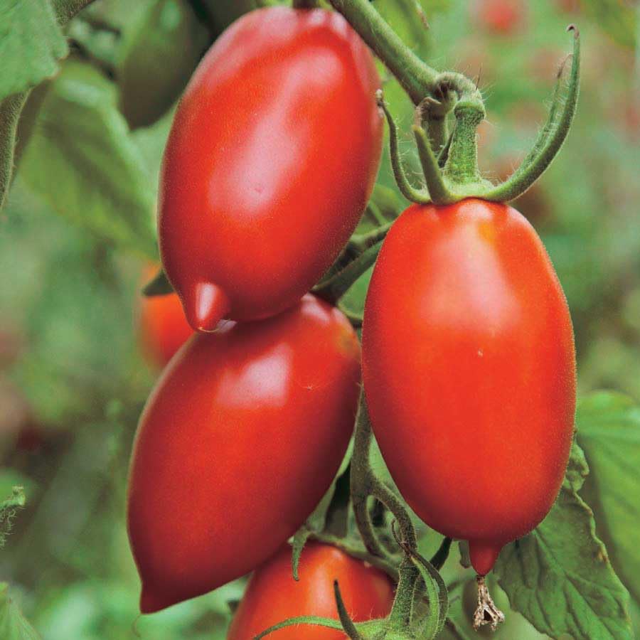 An image of the plant grown with seed for Amish Paste Tomato Seeds - Large, Juicy & Meaty Fruit, Ideal for Sauces and Soups, Non-GMO, Indeterminate Growth