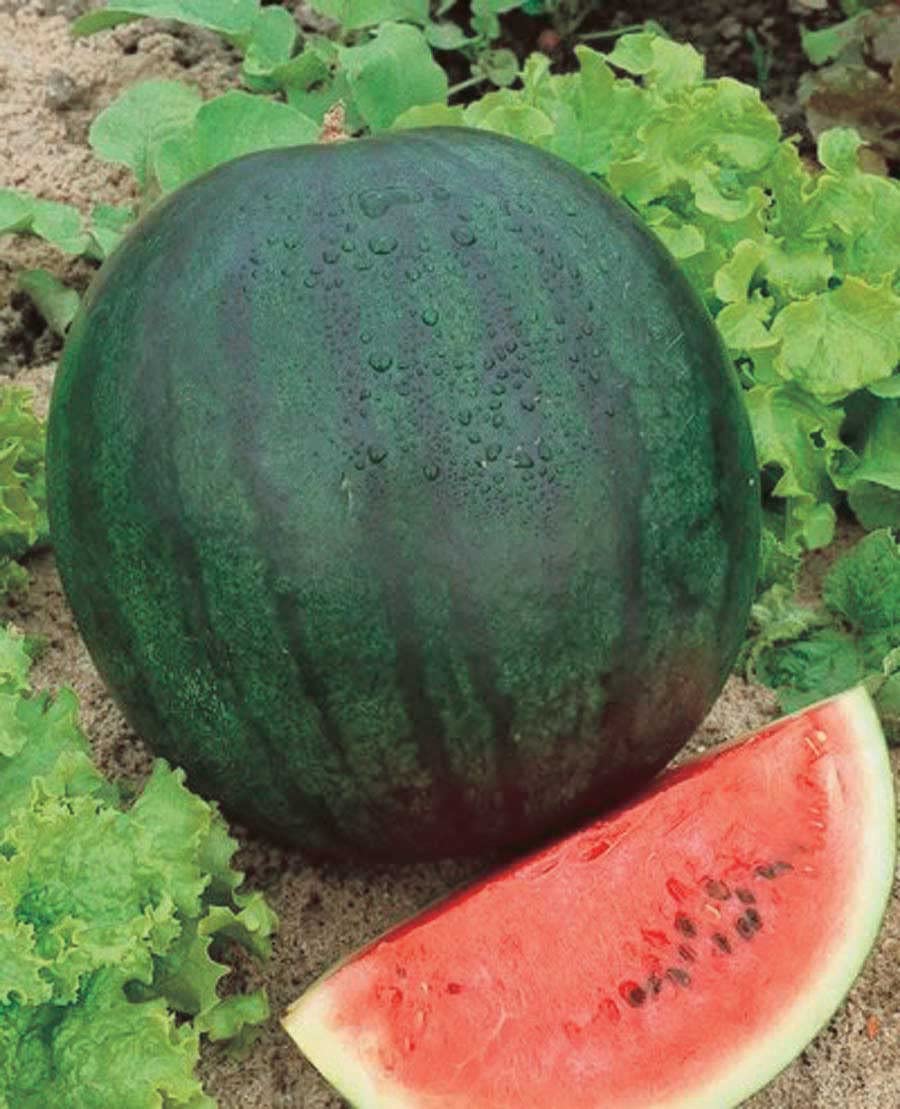 An image of the plant grown with seed for Sugar Baby Watermelon Seeds - Compact & Juicy, Ideal for Small Gardens, Non-GMO, Perfect for Refreshing Summer Treats