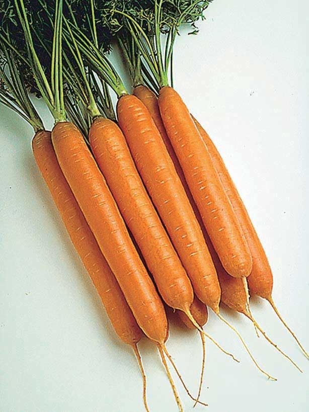 An image of the plant grown with seed for Premium Sweet Carrot Seeds - Rich in Vitamin A, Perfect for Juicing and Snacking, Ideal for Home Gardens, Non-GMO