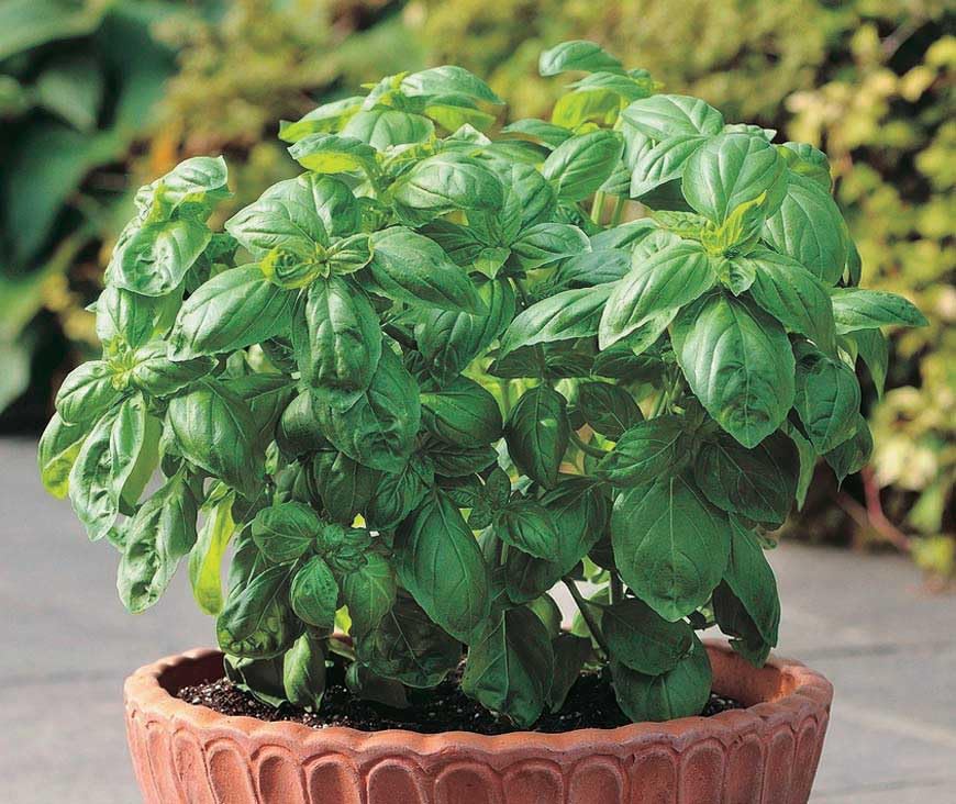 An image of the plant grown with seed for Dolce Fresca Basil Seeds - Ocimum basilicum, Sweet & Tender Leaves, Perfect for Flavorful Pesto, Slow to Bolt, Ideal for Indoor and Outdoor Gardening