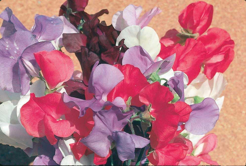 An image of the plant grown with seed for Sweet Pea Lavender Seeds - Fragrant Large Flowers, Perfect for Bouquets, Early Blooming, Vigorous Climbing Vines