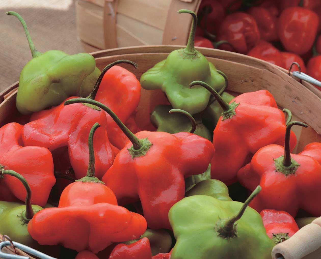 An image of the plant grown with seed for Mad Hatter Hybrid Pepper Seeds - Crunchy & Sweet with a Floral Aroma, Perfect for Stuffed Recipes, Thrives in Hot Climates