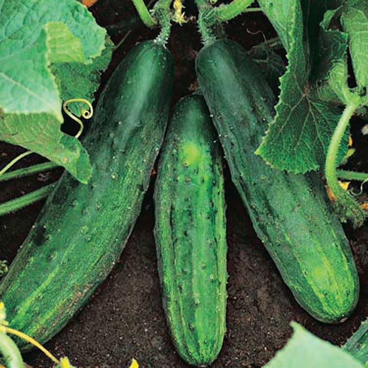 An image of the plant grown with seed for Patio Snacker Cucumber Seeds - Ideal for Containers & Small Gardens, Crunchy & Non-Bitter, Dark Green Fruits, High Yielding, Continuous Summer Harvest