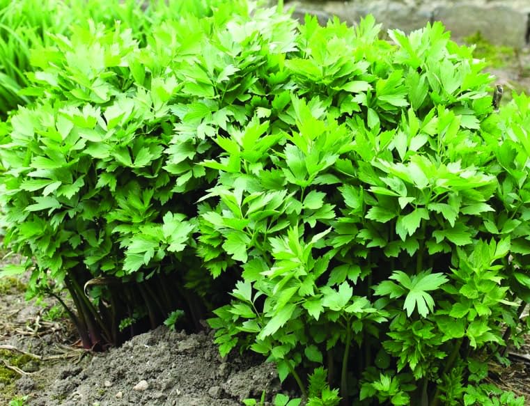 An image of the plant grown with seed for Lovage Seeds - Robust & Aromatic Herb Similar to Celery, Ideal for Medicinal Uses & Culinary Delights, Thrives in Full Sun