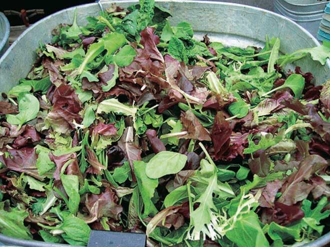 An image of the plant grown with seed for Mesclun Mix Lettuce Seeds - Gourmet Salad Blend with a Variety of Colorful Greens, Ideal for Fresh Garden Salads & Edible Landscaping, Non-GMO & Easy to Grow